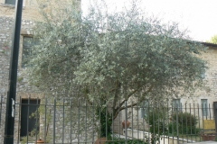 Assegnazione-Targhe-CAS-2011-011